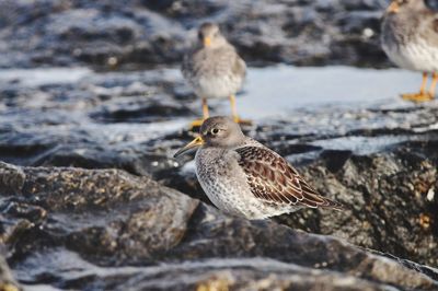 Close-up of birds perching on rock