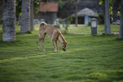 Dog smelling on grassy field