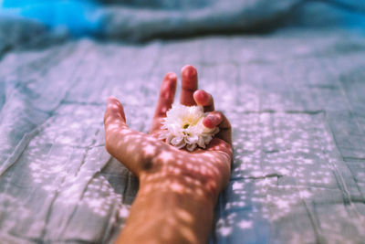 Close-up of hand holding rose flower