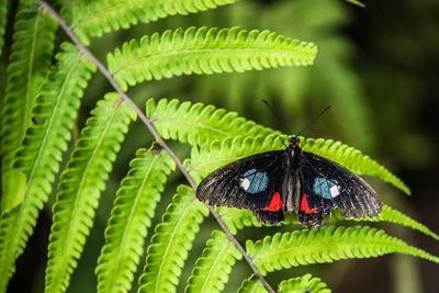 Close-up of butterfly perching on leaf