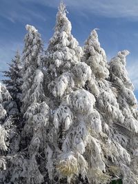 Low angle view of snow covered tree