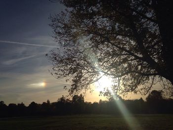 Sun shining through trees