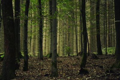 Trees in forest