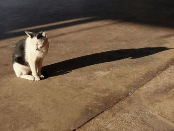 High angle view of cat on floor