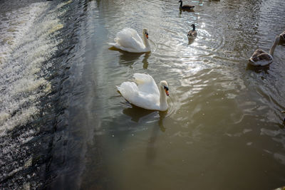 High angle view of swans swimming in lake