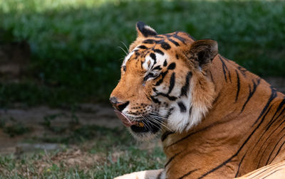 Close-up of a cat looking away