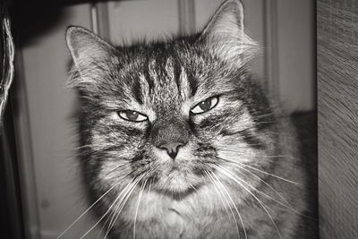 Black and white close-up portrait of a cat at home