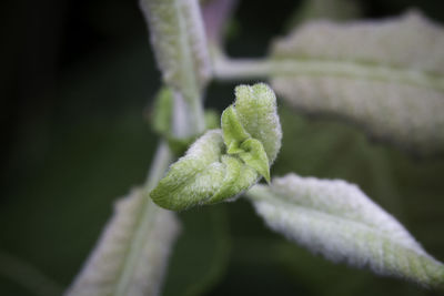 Close-up of plant