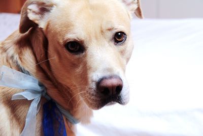 Close-up portrait of dog