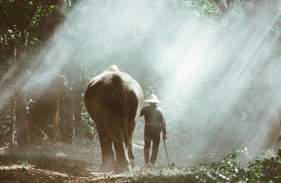 Rear view of man standing by waterfall in forest