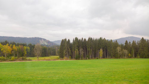 Pine trees on field against sky