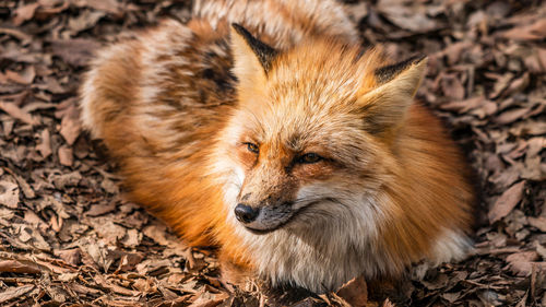 Close-up portrait of a dog