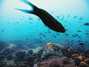 Fish underwater