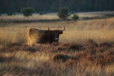 Water buffalo on field in netherlands