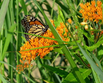 Monarch on orange flowers.