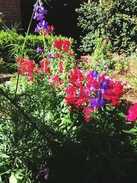 Low angle view of pink flowers
