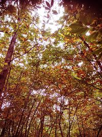 Low angle view of trees in forest