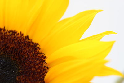 Close-up of fresh sunflower blooming outdoors