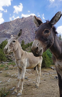 Two brown donkeys in the fann mountains, tajikistan