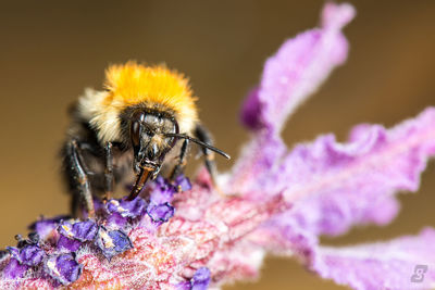 Close-up of bee on purple flower