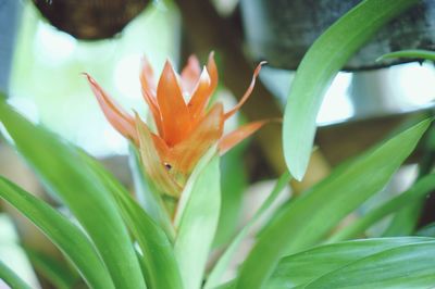 Close-up of flowering plant