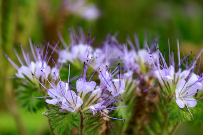 Close-up of purple flowering plant