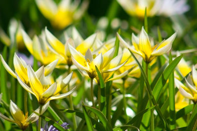 Close-up of yellow flowers blooming on field