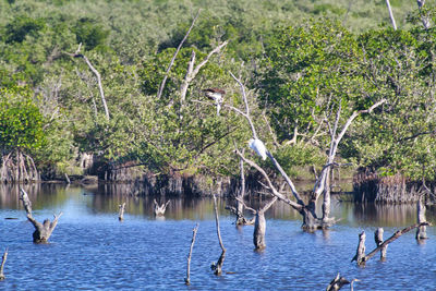 View of birds in lake