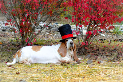 Dog on field wearing christmas hat