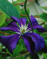 Close-up of purple flower blooming outdoors