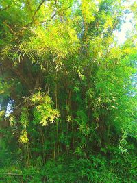 Trees and plants in forest