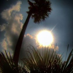 Low angle view of palm trees against sky