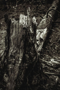 Close-up of tree stump in forest