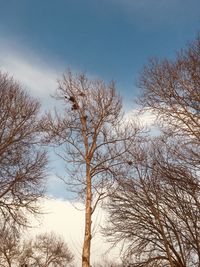 Low angle view of bare trees against sky