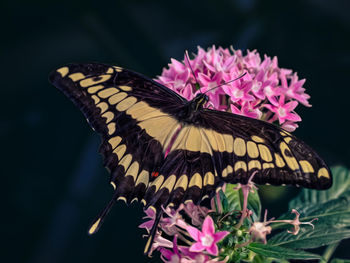 Close-up of butterfly pollinating on pink flower