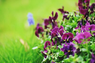 Close-up of purple flowers blooming outdoors