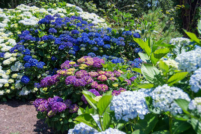 flowering plant