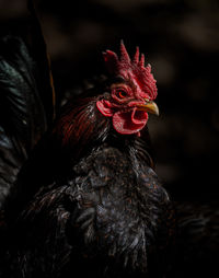 Close-up of rooster