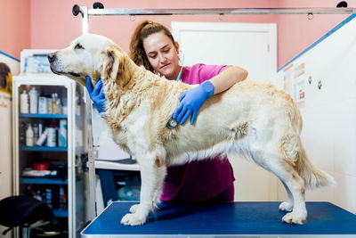 Professional female veterinarian examining cute golden retriever dog with stethoscope standing on table in light veterinary clinic with medical supplies