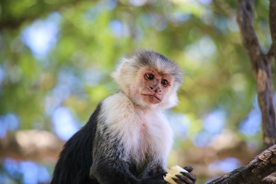 Portrait of a panamanian white-faced capuchin monkey perched in a tree in costa rica.