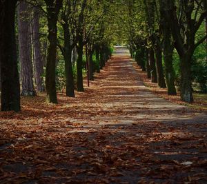 Footpath amidst trees in forest during autumn