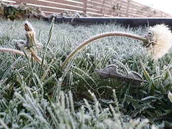 Close-up of grass in field