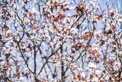 Low angle view of flowers on tree