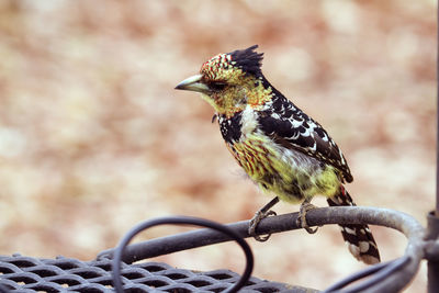 Close-up of bird perching on metal