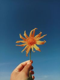 Human hand holding yellow plant like sunflower