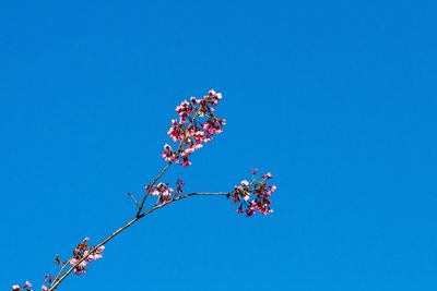 Low angle view of flowering tree against clear blue sky