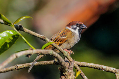 Close-up of bird perching on branch