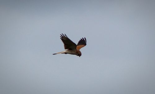 Low angle view of eagle flying against clear sky