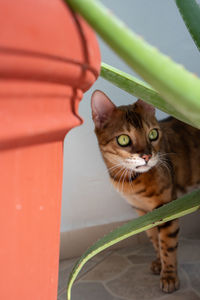 Close-up portrait of a bengal cat