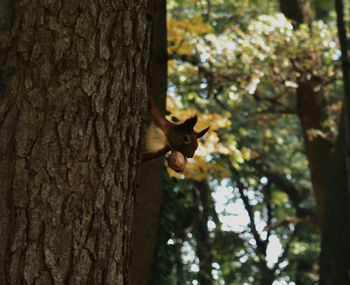 Close-up of squirrel on tree trunk